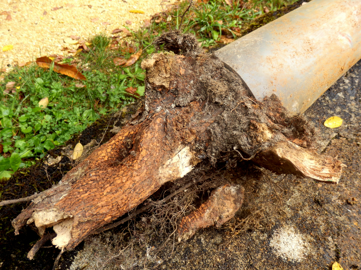 Sewer line that has been invested with tree roots