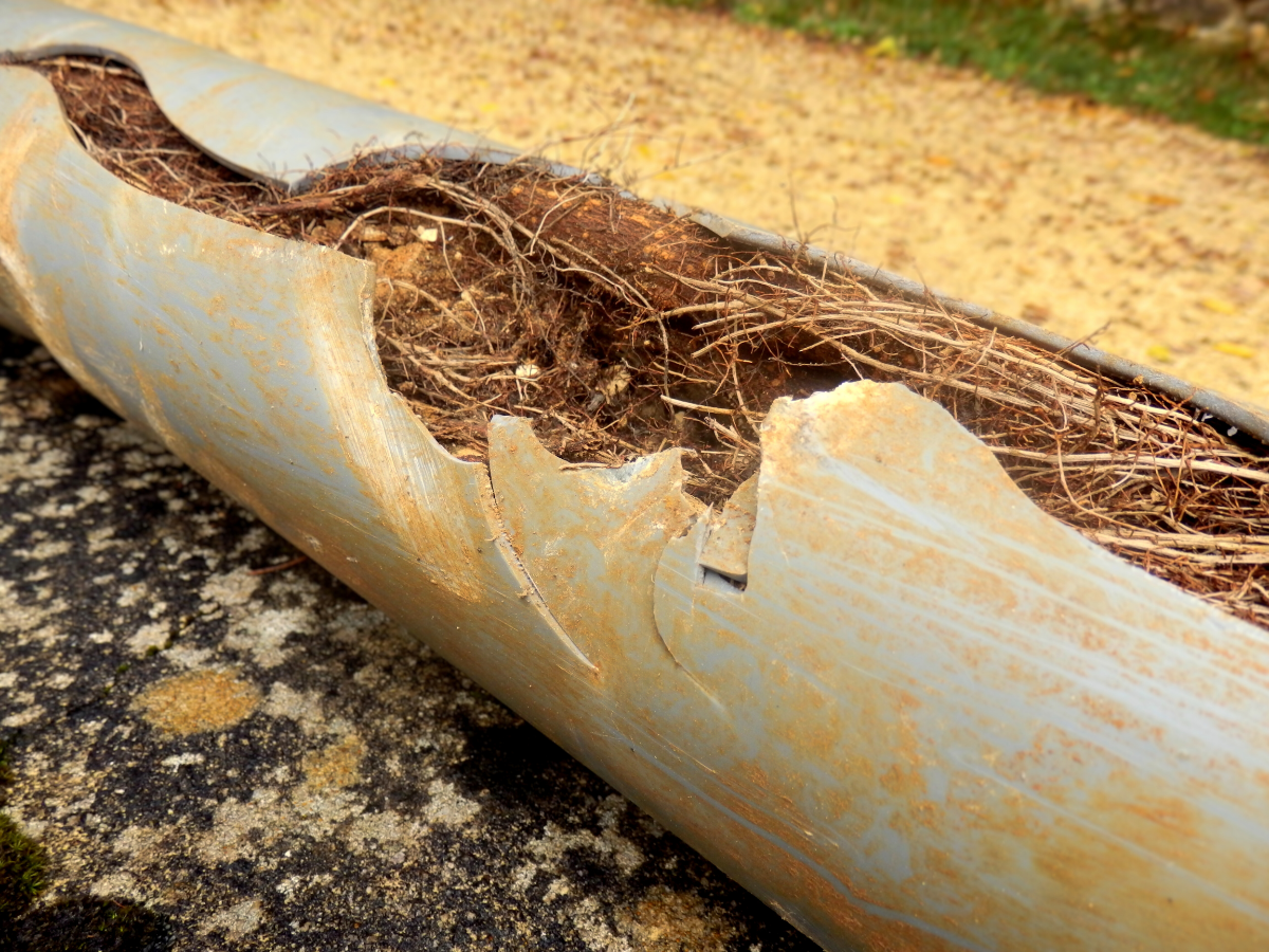 Sewer pipe being broken apart from tree roots